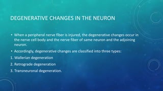 lec 05 PROPERTIES OF NEURON ppt presentation by Dr nazneen | PDF