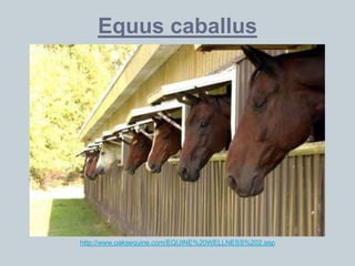 Equus caballus




http://www.oaksequine.com/EQUINE%20WELLNESS%202.asp
 