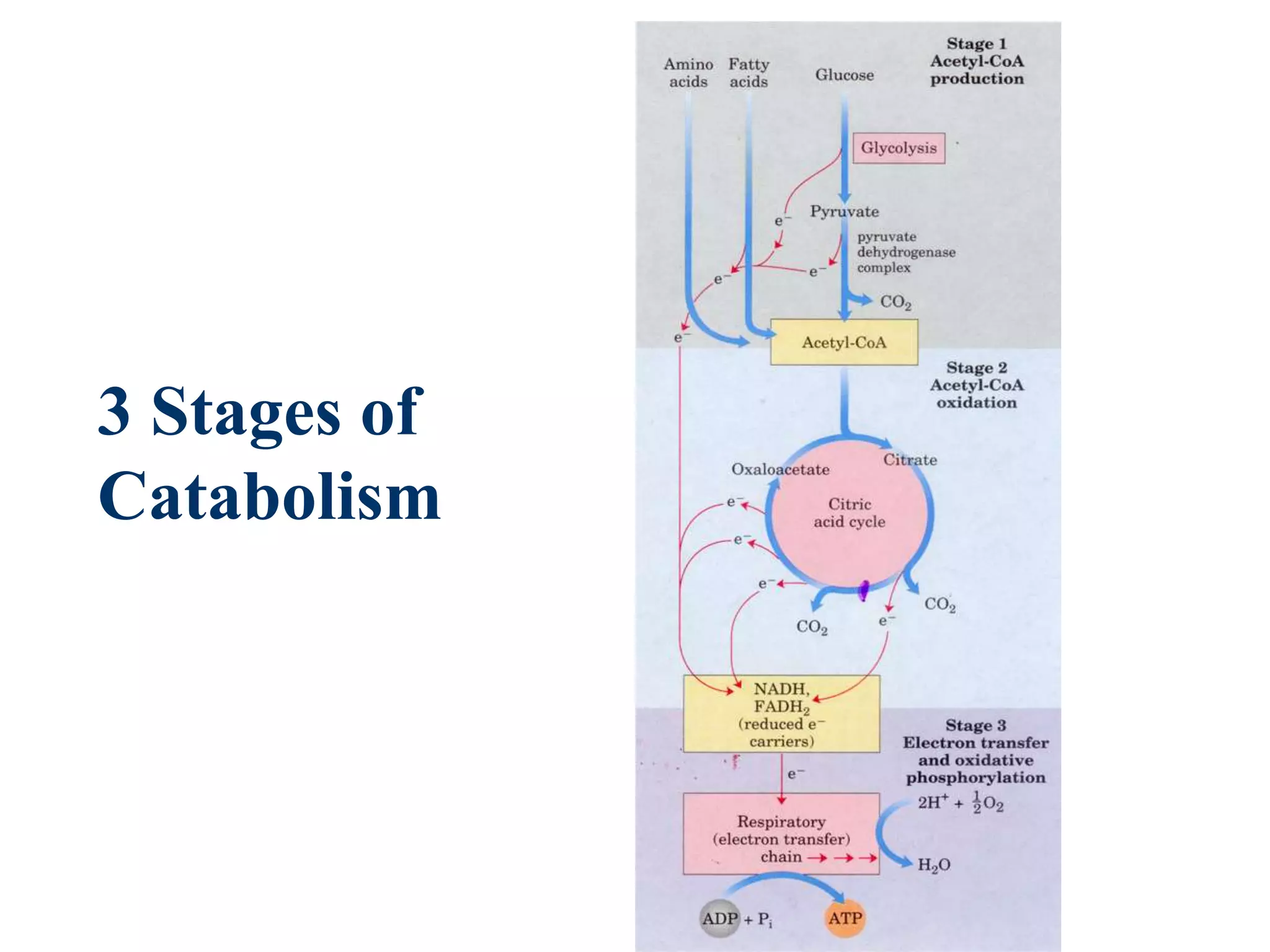 3 Stages of
Catabolism
 