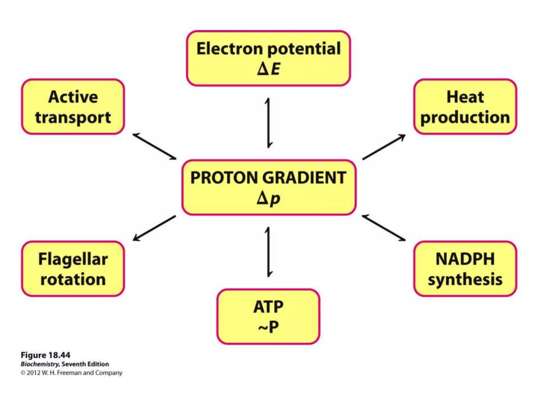 Lec06 oxidative p