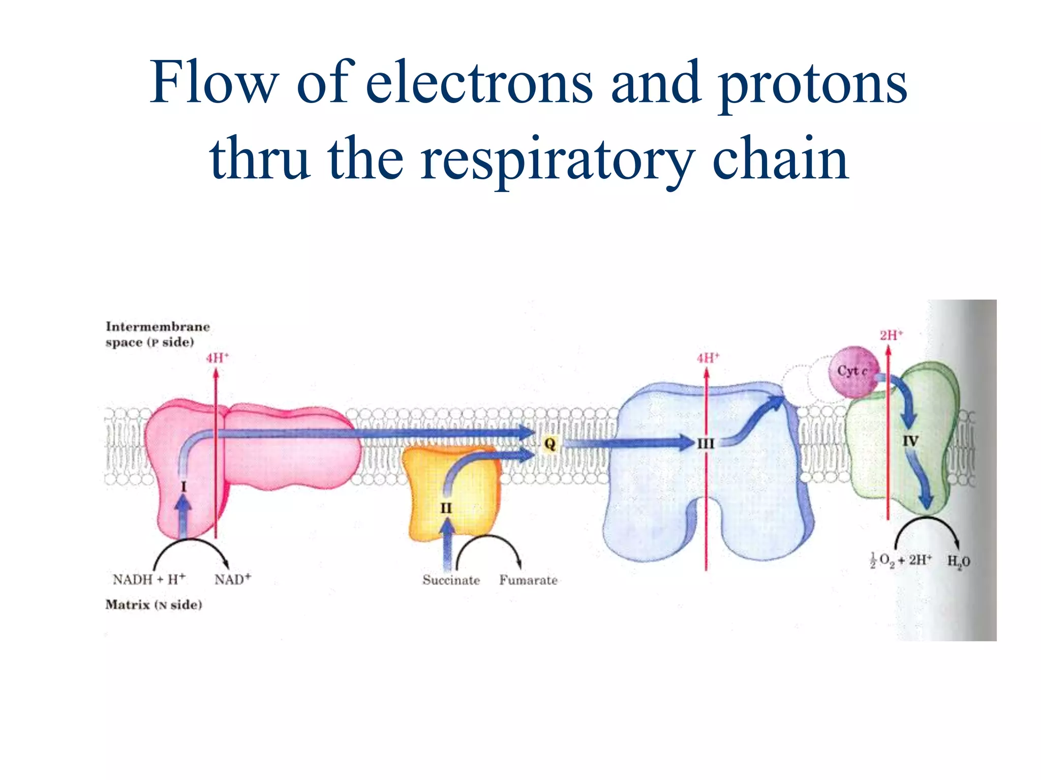 Flow of electrons and protons
  thru the respiratory chain
 