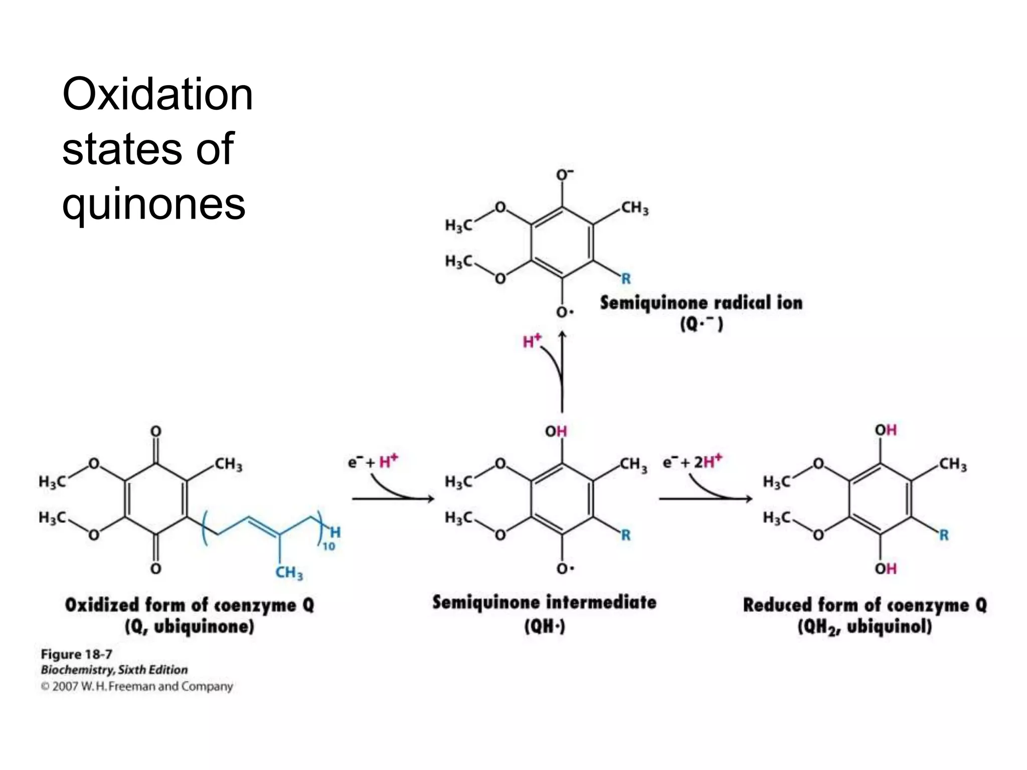 Oxidation
states of
quinones
 