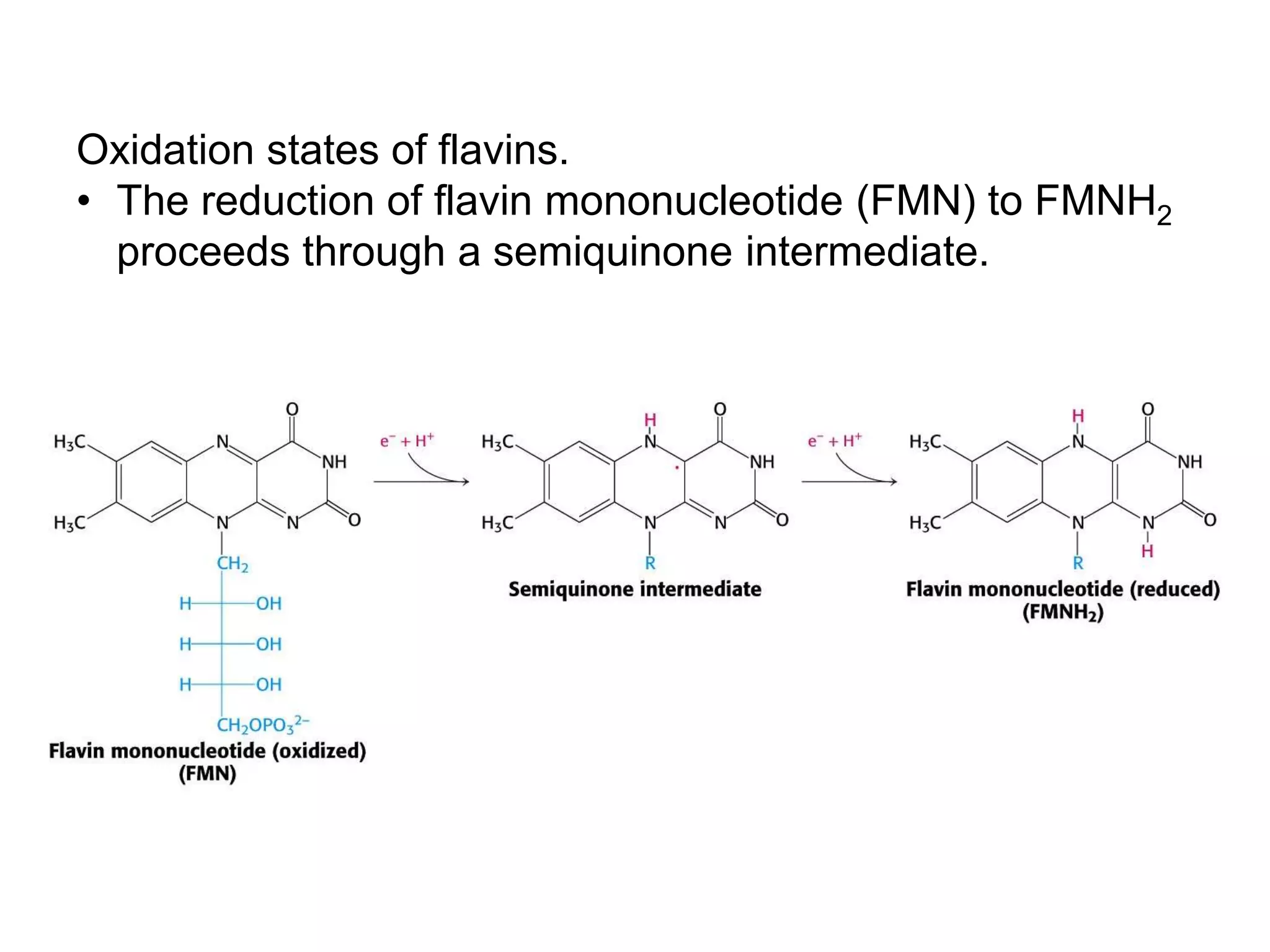 Oxidation states of flavins.
• The reduction of flavin mononucleotide (FMN) to FMNH2
  proceeds through a semiquinone intermediate.
 
