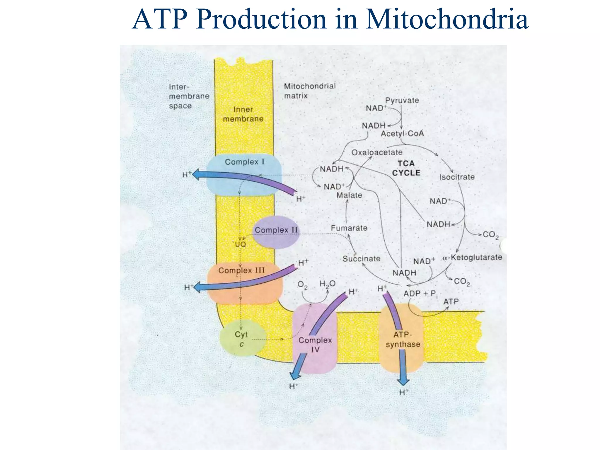 ATP Production in Mitochondria
 