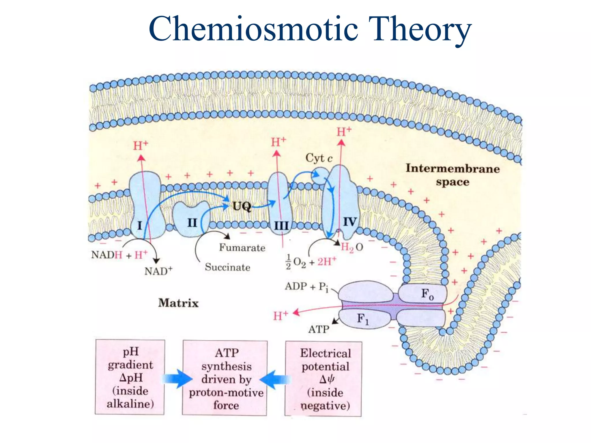 Chemiosmotic Theory
 