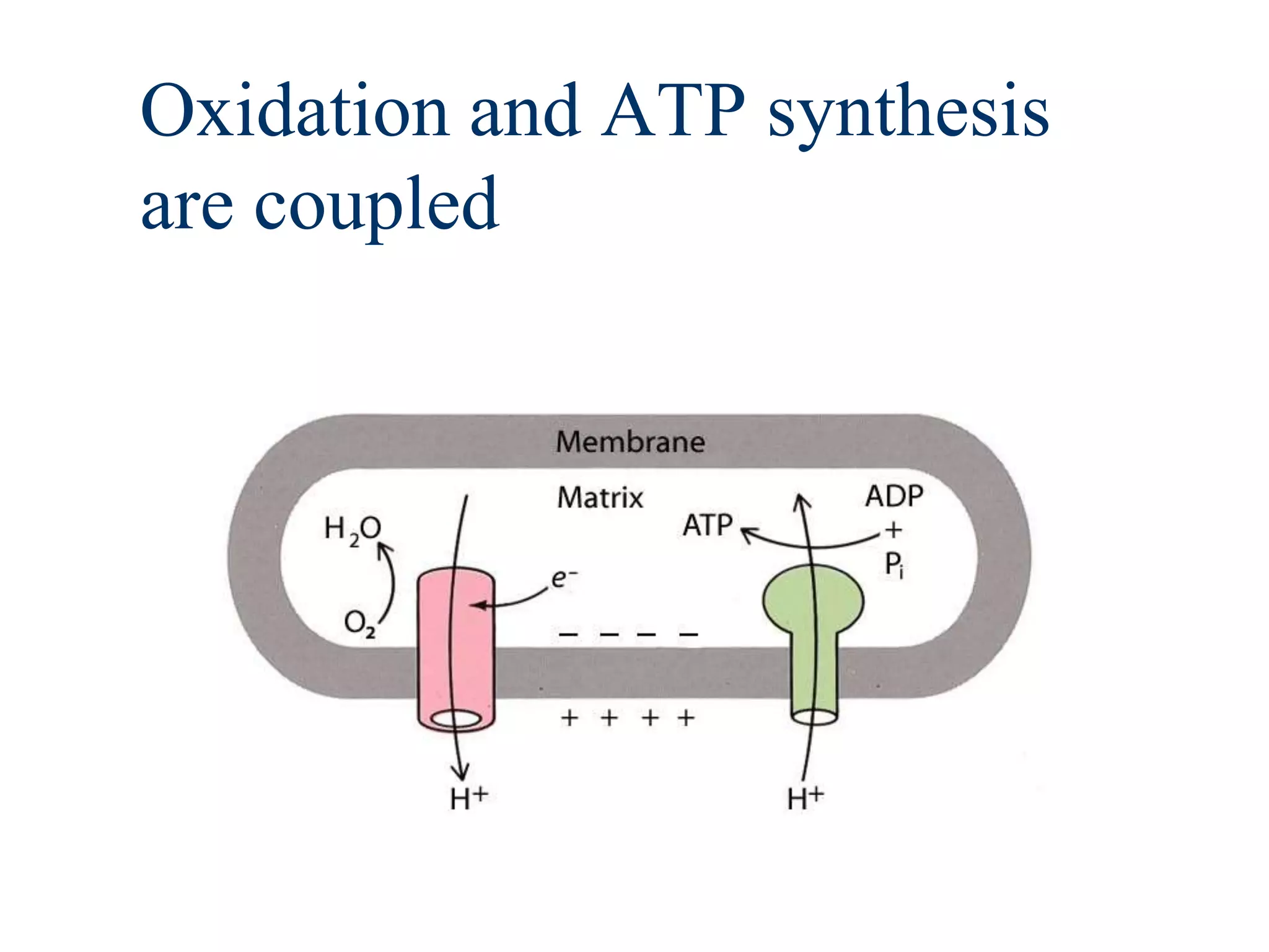 Oxidation and ATP synthesis
are coupled
 