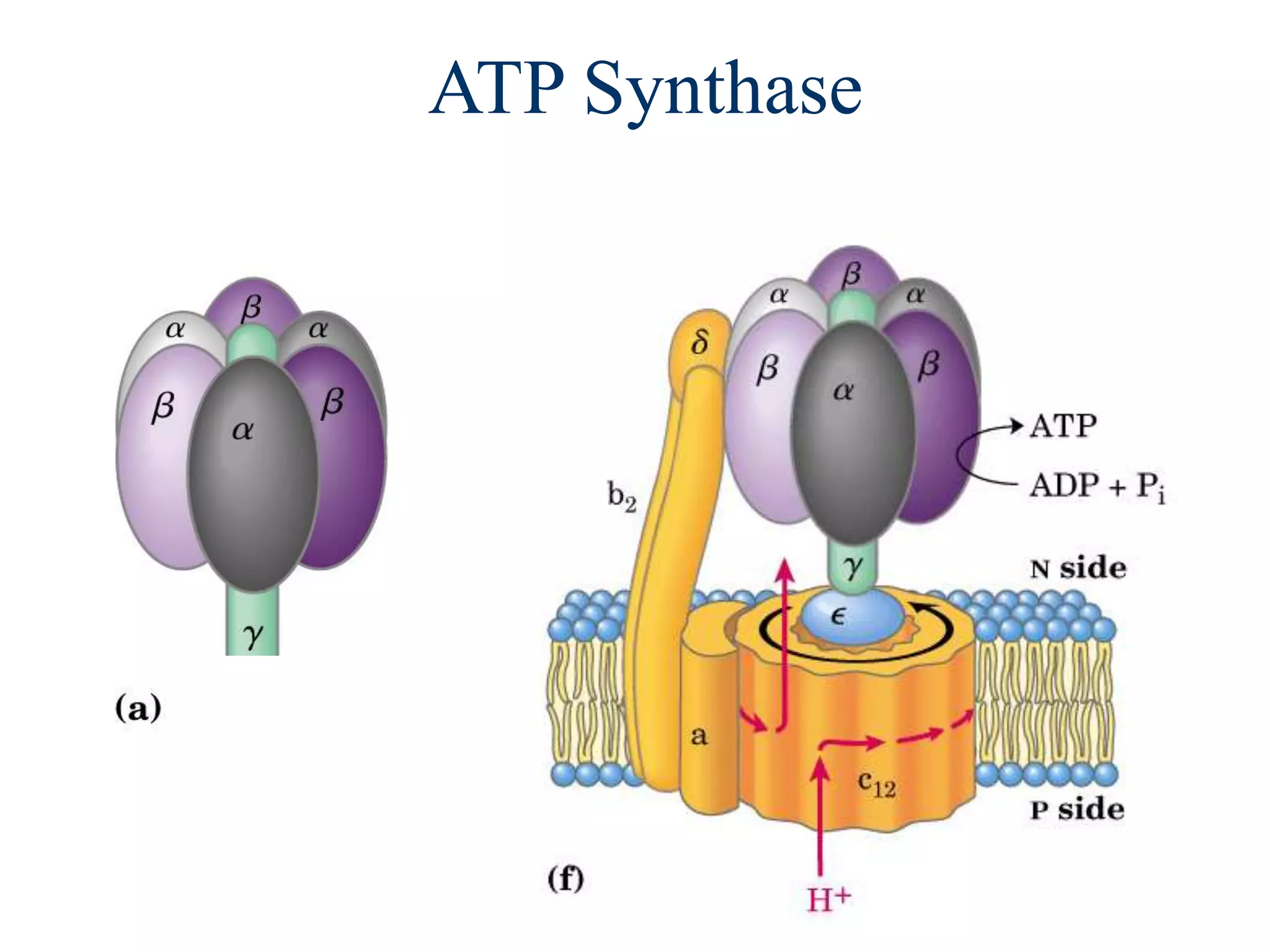 ATP Synthase
 