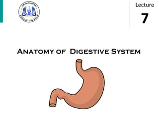 Anatomy of Digestive System
Lecture
7
 