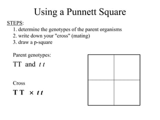 Using a Punnett Square
STEPS:
1. determine the genotypes of the parent organisms
2. write down your "cross" (mating)
3. draw a p-square
Parent genotypes:
TT and t t
Cross
T T  t t
 