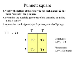 Punnett square
4. "split" the letters of the genotype for each parent & put
them "outside" the p-square
5. determine the possible genotypes of the offspring by filling
in the p-square
6. summarize results (genotypes & phenotypes of offspring)
T t T t
T t T t
T T
t
t
Genotypes:
100% T t
Phenotypes:
100% Tall plants
T T  t t
 
