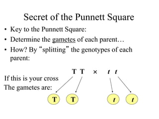 Secret of the Punnett Square
• Key to the Punnett Square:
• Determine the gametes of each parent…
• How? By “splitting” the genotypes of each
parent:
If this is your cross
T T  t t
T T t t
The gametes are:
 