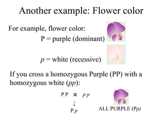 Another example: Flower color
For example, flower color:
P = purple (dominant)
p = white (recessive)
If you cross a homozygous Purple (PP) with a
homozygous white (pp):

P P p p
P p ALL PURPLE (Pp)
 