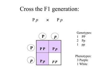 Cross the F1 generation:
P p P p

P P P p
P p p p
P
p
P p
Genotypes:
1 PP
2 Pp
1 pp
Phenotypes:
3 Purple
1 White
 