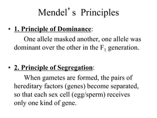Mendel’s Principles
• 1. Principle of Dominance:
One allele masked another, one allele was
dominant over the other in the F1 generation.
• 2. Principle of Segregation:
When gametes are formed, the pairs of
hereditary factors (genes) become separated,
so that each sex cell (egg/sperm) receives
only one kind of gene.
 