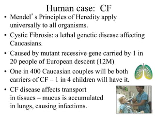 Human case: CF
• Mendel’s Principles of Heredity apply
universally to all organisms.
• Cystic Fibrosis: a lethal genetic disease affecting
Caucasians.
• Caused by mutant recessive gene carried by 1 in
20 people of European descent (12M)
• One in 400 Caucasian couples will be both
carriers of CF – 1 in 4 children will have it.
• CF disease affects transport
in tissues – mucus is accumulated
in lungs, causing infections.
 