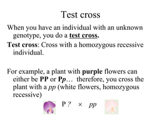 Test cross
When you have an individual with an unknown
genotype, you do a test cross.
Test cross: Cross with a homozygous recessive
individual.
For example, a plant with purple flowers can
either be PP or Pp… therefore, you cross the
plant with a pp (white flowers, homozygous
recessive)
P ?  pp
 