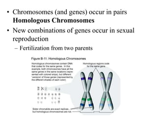 • Chromosomes (and genes) occur in pairs
Homologous Chromosomes
• New combinations of genes occur in sexual
reproduction
– Fertilization from two parents
 