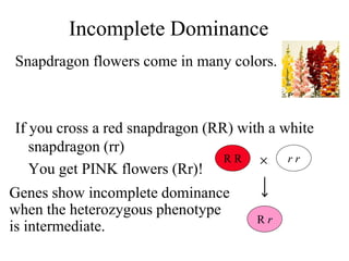 Incomplete Dominance
Snapdragon flowers come in many colors.
If you cross a red snapdragon (RR) with a white
snapdragon (rr)
You get PINK flowers (Rr)!
R R
R r
r r

Genes show incomplete dominance
when the heterozygous phenotype
is intermediate.
 