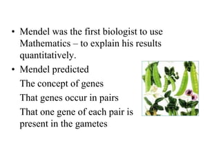 • Mendel was the first biologist to use
Mathematics – to explain his results
quantitatively.
• Mendel predicted
The concept of genes
That genes occur in pairs
That one gene of each pair is
present in the gametes
 