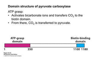 Domain structure of pyruvate carboxylase
ATP grasp:
• Activates bicarbonate ions and transfers CO2 to the
  biotin domain.
• From there, CO2 is transferred to pyruvate.
 