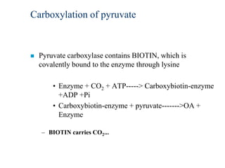 Carboxylation of pyruvate



   Pyruvate carboxylase contains BIOTIN, which is
    covalently bound to the enzyme through lysine

        • Enzyme + CO2 + ATP-----> Carboxybiotin-enzyme
          +ADP +Pi
        • Carboxybiotin-enzyme + pyruvate------->OA +
          Enzyme

    – BIOTIN carries CO2...
 