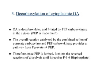 3. Decarboxylation of cytoplasmic OA


   OA is decarboxylated and P-lated by PEP carboxykinase
    in the cytosol (PEP is made then!)
   The overall reaction catalyzed by the combined action of
    pyruvate carboxylase and PEP carboxykinase provides a
    pathway from Pyruvate  PEP.
   Therefore, once PEP is formed, it enters the reversed
    reactions of glycolysis until it reaches F-1,6 Bisphosphate!
 