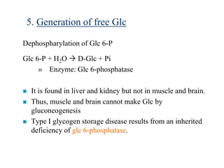 5. Generation of free Glc

Dephospharylation of Glc 6-P

Glc 6-P + H2O  D-Glc + Pi
     » Enzyme: Glc 6-phosphatase

   It is found in liver and kidney but not in muscle and brain.
   Thus, muscle and brain cannot make Glc by
    gluconeogenesis
   Type I glycogen storage disease results from an inherited
    deficiency of glc 6-phosphatase.
 