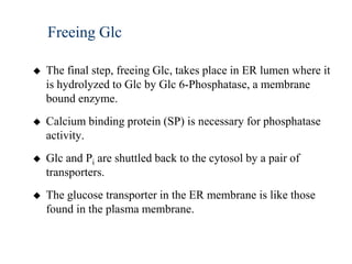 Freeing Glc

   The final step, freeing Glc, takes place in ER lumen where it
    is hydrolyzed to Glc by Glc 6-Phosphatase, a membrane
    bound enzyme.
   Calcium binding protein (SP) is necessary for phosphatase
    activity.
   Glc and Pi are shuttled back to the cytosol by a pair of
    transporters.
   The glucose transporter in the ER membrane is like those
    found in the plasma membrane.
 