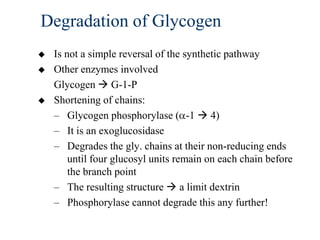 Degradation of Glycogen
   Is not a simple reversal of the synthetic pathway
   Other enzymes involved
    Glycogen  G-1-P
   Shortening of chains:
    – Glycogen phosphorylase ( -1  4)
    – It is an exoglucosidase
    – Degrades the gly. chains at their non-reducing ends
        until four glucosyl units remain on each chain before
        the branch point
    – The resulting structure  a limit dextrin
    – Phosphorylase cannot degrade this any further!
 