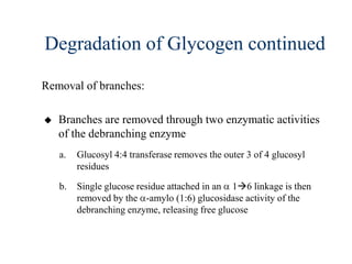 Degradation of Glycogen continued

Removal of branches:

   Branches are removed through two enzymatic activities
    of the debranching enzyme
    a.   Glucosyl 4:4 transferase removes the outer 3 of 4 glucosyl
         residues

    b.   Single glucose residue attached in an 16 linkage is then
         removed by the -amylo (1:6) glucosidase activity of the
         debranching enzyme, releasing free glucose
 