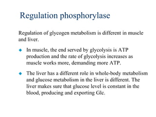 Regulation phosphorylase
Regulation of glycogen metabolism is different in muscle
and liver.
   In muscle, the end served by glycolysis is ATP
    production and the rate of glycolysis increases as
    muscle works more, demanding more ATP.
   The liver has a different role in whole-body metabolism
    and glucose metabolism in the liver is different. The
    liver makes sure that glucose level is constant in the
    blood, producing and exporting Glc.
 