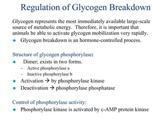 Regulation of Glycogen Breakdown
Glycogen represents the most immediately available large-scale
source of metabolic energy. Therefore, it is important that
animals be able to activate glycogen mobilization very rapidly.
 Glycogen breakdown is an hormone-controlled process.


Structure of glycogen phosphorylase:
    Dimer; exists in two forms.
    – Active phosphorylase a
    – Inactive phosphorylase b
   Activation  by phosphorylase kinase
   Deactivation  phosphorylase phosphatase

Control of phosphorylase activity:
 Phosphorylase kinase is activated by c-AMP protein kinase
 