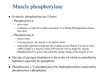 Muscle phosphorylase
    In muscle, phosphorylase has 2 forms.
    1. Phosphorylase a:
         – active form
         – 2 subunits, in each Ser residue at position 14 is Plated (Phosphorylase kinase
           does this)
    2.   Phosphorylase b:
         – inactive form
         – in resting muscle, all enzyme is its inactive form
         – structurally identical except that Ser residues are not Plated. It is active when
           AMP is high! It is inactive when ATP and Glc 6-P are high! So, muscle
           phosphorylase b is active only when the energy charge of the muscle is low.

   The rate of glycogen breakdown is due to the a/b which is controlled by
    hormones especially by epinephrine.

   Phosphorylase a  phosphorylase b by dephosphorylation catalyzed by
    phosphorylase a phosphatase.
 