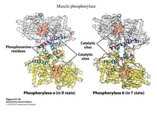 Muscle phosphorylase
 