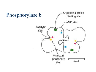 Phosphorylase b
 