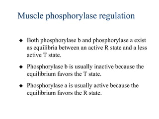 Muscle phosphorylase regulation

   Both phosphorylase b and phosphorylase a exist
    as equilibria between an active R state and a less
    active T state.
   Phosphorylase b is usually inactive because the
    equilibrium favors the T state.
   Phosphorylase a is usually active because the
    equilibrium favors the R state.
 