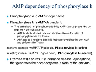 AMP dependency of phosphorylase b
   Phosphorylase a is AMP-independent
   Phosphorylase b is AMP-dependent.
    – The stimulation of phosphorylase b by AMP can be prevented by
      high ATP concentrations.
       AMP binds its allosteric site and stabilizes the conformation of
        phosphyrylase b in the R state.
       ATP acts as a negative allosteric modulator by competing with AMP
        and so favors the T state.

Intensive exercise AMP/ATP goes up, Phosphorylase b (active)

In resting muscle AMP/ATP goes down, Phosphorylase b (inactive)

   Exercise will also result in hormone release (epinephrine)
    that generates the phosphorylated a form of the enzyme.
 