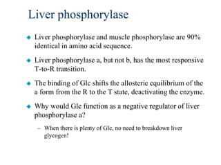 Liver phosphorylase
   Liver phosphorylase and muscle phosphorylase are 90%
    identical in amino acid sequence.
   Liver phosphorylase a, but not b, has the most responsive
    T-to-R transition.
   The binding of Glc shifts the allosteric equilibrium of the
    a form from the R to the T state, deactivating the enzyme.
   Why would Glc function as a negative regulator of liver
    phosphorylase a?
    – When there is plenty of Glc, no need to breakdown liver
      glycogen!
 
