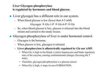 Liver Glycogen phosphorylase
    is regulated by hormones and blood glucose.

   Liver glycogen has a different role in our system.
     – When blood glucose is low (lower than 4-5 mM)
                  Glycogen  Glc-1-P  Glc-6-P  Glc
     – So, when blood glucose is low, glucose is released into the blood
       stream and carried to the needy tissues.
   Glycogen phosphorylase of liver is under hormonal control.
     – Glucagon is the hormone.
     – When glucose is low, glucagon is released.
     – Liver phosphorylase is allosterically regulated by Glc not AMP.
         • When Glc is high in the blood, it enters hepatocytes and binds regulatory
           sites of the enzyme, causing conformational changes (favoring the T
           state).
         • Therefore, glycogen phosphorylase is a glucose sensor.
         • When Glc is high, it stops its own FORMATION.
 