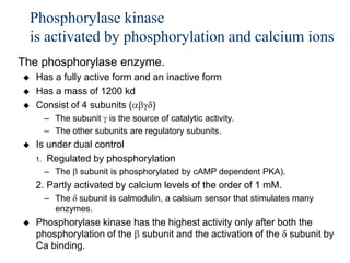 Phosphorylase kinase
    is activated by phosphorylation and calcium ions
The phosphorylase enzyme.
   Has a fully active form and an inactive form
   Has a mass of 1200 kd
   Consist of 4 subunits (     )
      – The subunit is the source of catalytic activity.
      – The other subunits are regulatory subunits.
   Is under dual control
    1. Regulated by phosphorylation
      – The    subunit is phosphorylated by cAMP dependent PKA).
    2. Partly activated by calcium levels of the order of 1 mM.
      – The subunit is calmodulin, a calsium sensor that stimulates many
        enzymes.
   Phosphorylase kinase has the highest activity only after both the
    phosphorylation of the subunit and the activation of the subunit by
    Ca binding.
 