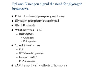 Epi and Glucagon signal the need for glycogen
breakdown

   PKA  activates phosphorylase kinase
   Glycogen phosphorylase activated
   Glc 1-P is made
   What activates PKA?
    – HORMONES
         • Glucagon
         • Epinephrine
   Signal transduction
    –   Epi
    –   GTP-bound G proteins
    –   Increased cAMP
    –   PKA increases
   cAMP amplifies the effects of hormones
 