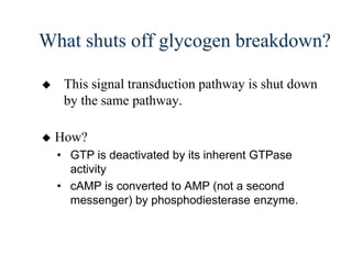 What shuts off glycogen breakdown?

    This signal transduction pathway is shut down
     by the same pathway.

   How?
    • GTP is deactivated by its inherent GTPase
      activity
    • cAMP is converted to AMP (not a second
      messenger) by phosphodiesterase enzyme.
 