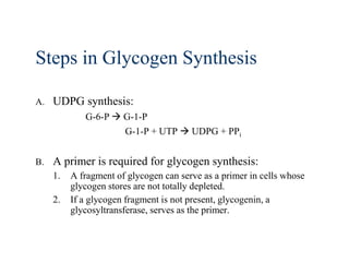 Steps in Glycogen Synthesis

A.   UDPG synthesis:
             G-6-P  G-1-P
                     G-1-P + UTP  UDPG + PPi


B.   A primer is required for glycogen synthesis:
     1.   A fragment of glycogen can serve as a primer in cells whose
          glycogen stores are not totally depleted.
     2.   If a glycogen fragment is not present, glycogenin, a
          glycosyltransferase, serves as the primer.
 