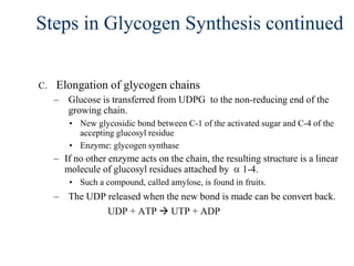 Steps in Glycogen Synthesis continued


C.   Elongation of glycogen chains
     – Glucose is transferred from UDPG to the non-reducing end of the
       growing chain.
         • New glycosidic bond between C-1 of the activated sugar and C-4 of the
           accepting glucosyl residue
         • Enzyme: glycogen synthase
     – If no other enzyme acts on the chain, the resulting structure is a linear
       molecule of glucosyl residues attached by 1-4.
         • Such a compound, called amylose, is found in fruits.
     – The UDP released when the new bond is made can be convert back.
               UDP + ATP  UTP + ADP
 
