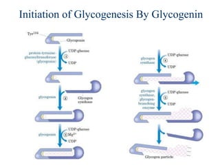 Initiation of Glycogenesis By Glycogenin
 