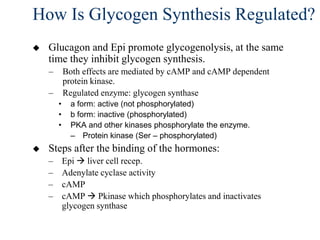 How Is Glycogen Synthesis Regulated?
   Glucagon and Epi promote glycogenolysis, at the same
    time they inhibit glycogen synthesis.
    –       Both effects are mediated by cAMP and cAMP dependent
            protein kinase.
    –       Regulated enzyme: glycogen synthase
        •     a form: active (not phosphorylated)
        •     b form: inactive (phosphorylated)
        •     PKA and other kinases phosphorylate the enzyme.
              – Protein kinase (Ser – phosphorylated)
   Steps after the binding of the hormones:
    –       Epi  liver cell recep.
    –       Adenylate cyclase activity
    –       cAMP
    –       cAMP  Pkinase which phosphorylates and inactivates
            glycogen synthase
 