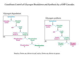 Coordinate Control of Glycogen Breakdown and Synthesis by cAMP Cascades



Glycogen degradation

                                                        Glycogen synthesis




            Inactive forms are shown in red, active forms are shown in green.
 