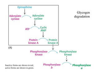 Glycogen
                                   degradation




Inactive forms are shown in red,
active forms are shown in green.
 