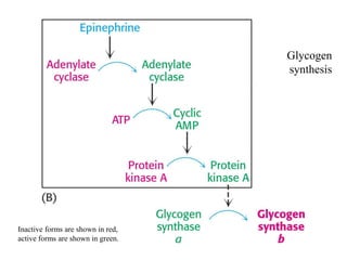 Glycogen
                                   synthesis




Inactive forms are shown in red,
active forms are shown in green.
 