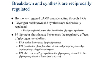 Breakdown and synthesis are reciprocally
regulated
   Hormone -triggered cAMP cascade acting through PKA
    Glycogen breakdown and synthesis are reciprocally
    regulated.
        • Phosphorylase kinase also inactivates glycogen synthase.
   PP1(protein phosphatase 1) reverses the regulatory effects
    of glycogen metabolism.
    – PKA action is reversed by phosphatases
    – PP1 inactivates phosphorylase kinase and phosphorylase a by
      dephosphorylating these enzymes.
    – PP1 also removes P groups from the glycogen synthase b to the
      glycogen synthase a form (more active)
 